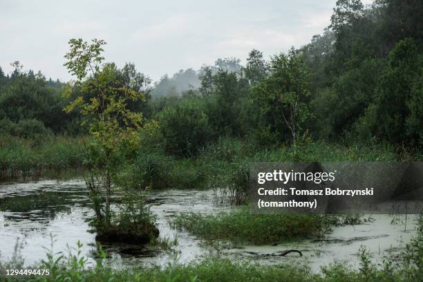 a wild river in the forest - bialowieza photos et images de collection