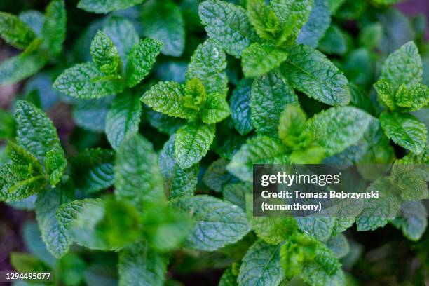 growing peppermint plants - mint leaves stock pictures, royalty-free photos & images