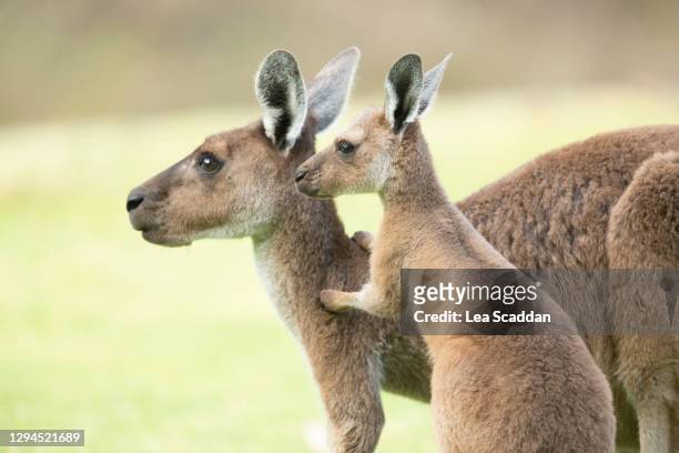 mother and joey - grey kangaroo stock pictures, royalty-free photos & images