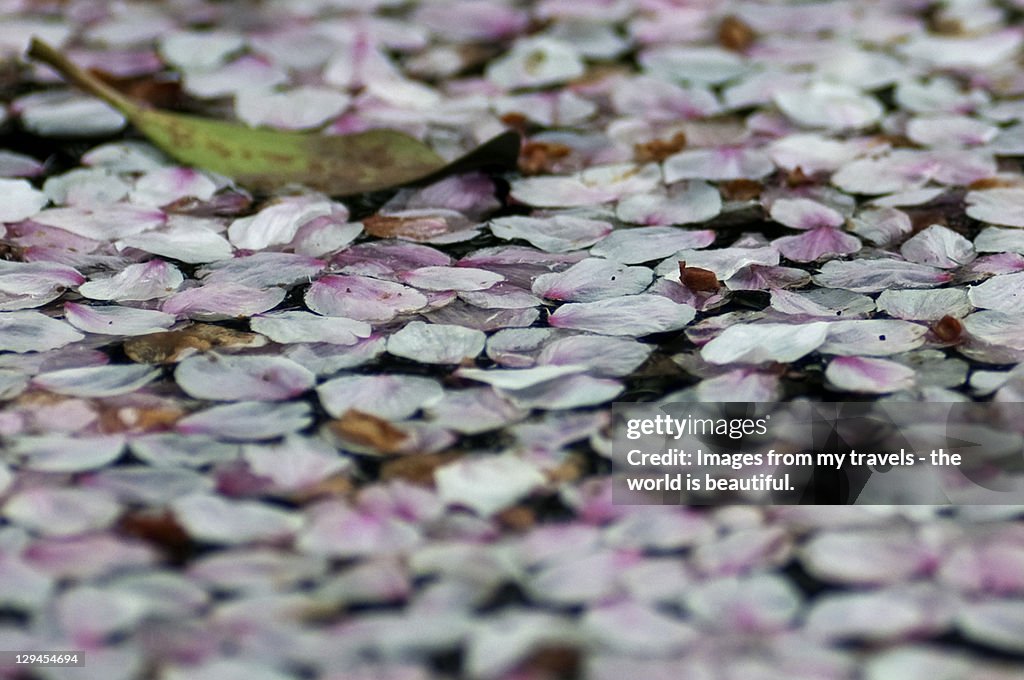 Sakura tree and flower petals fallen in water