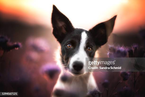 puppy at sunrise - smooth collie stock pictures, royalty-free photos & images