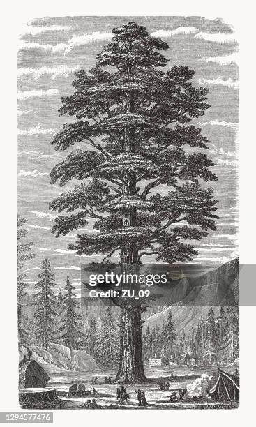 redwood (sequoiadendron giganteum) in kalifornien, usa, holzstich, veröffentlicht 1893 - giant sequoia stock-grafiken, -clipart, -cartoons und -symbole