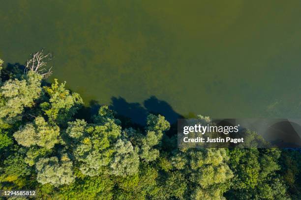 drone view down onto woodland and water - forest above stock pictures, royalty-free photos & images