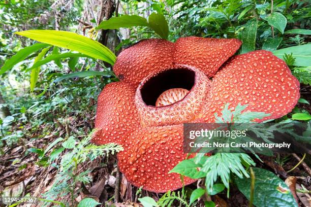 close up of rafflesia keithii - rafflesia stock pictures, royalty-free photos & images