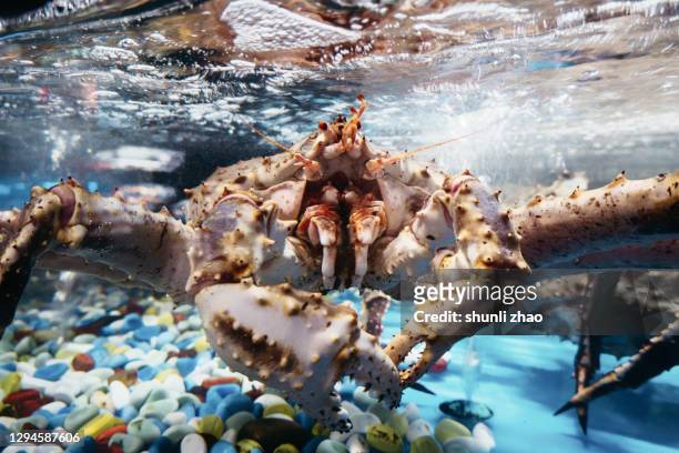red king crabs in water - alaskan king crab foto e immagini stock