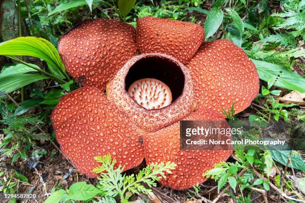 close up of rafflesia keithii - rafflesia stock pictures, royalty-free photos & images
