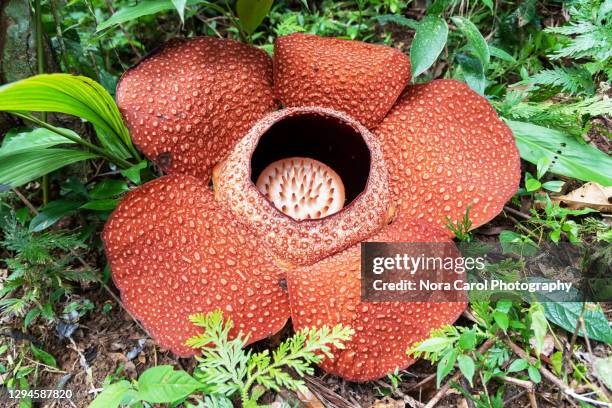 close up of rafflesia keithii - rafflesia - fotografias e filmes do acervo