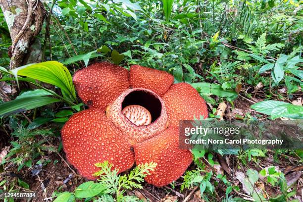 rafflesia keithii - sarawak state foto e immagini stock