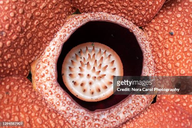 texture and details of rafflesia keithii - rafflesia stock pictures, royalty-free photos & images