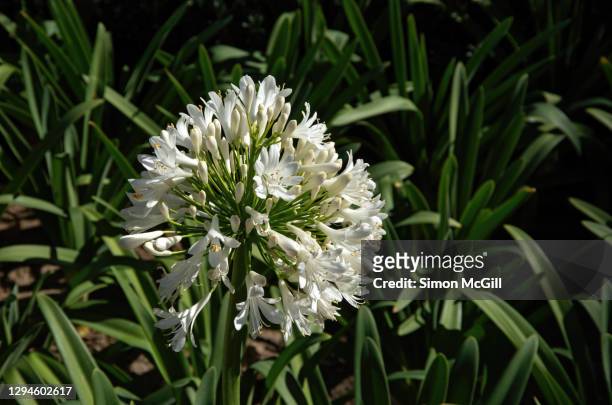 white agapanthus flower head in bloom in a garden bed - african lily fotografías e imágenes de stock