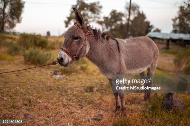 donkey in the field - donkey stock pictures, royalty-free photos & images