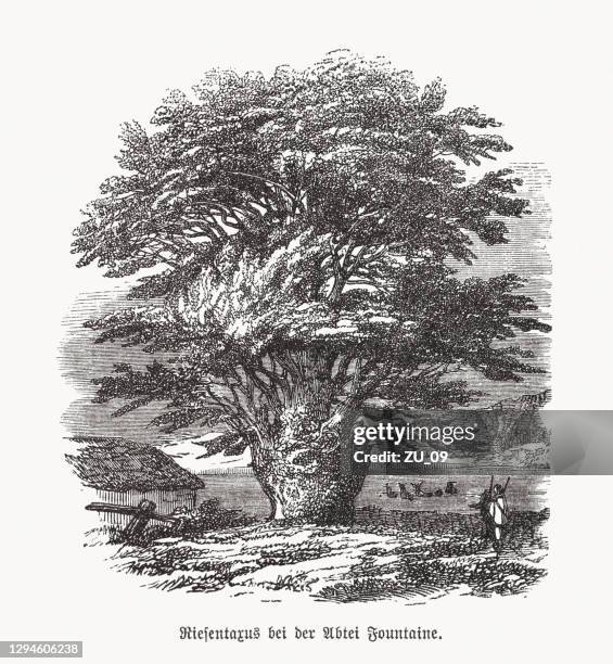 large ancient yew tree (taxus), wood engraving, published in 1893 - english yew stock illustrations