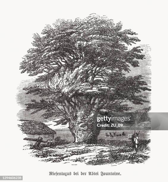 large ancient yew tree (taxus), wood engraving, published in 1893 - yew tree stock illustrations