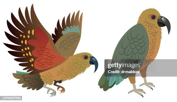 kea birs - kea stock illustrations