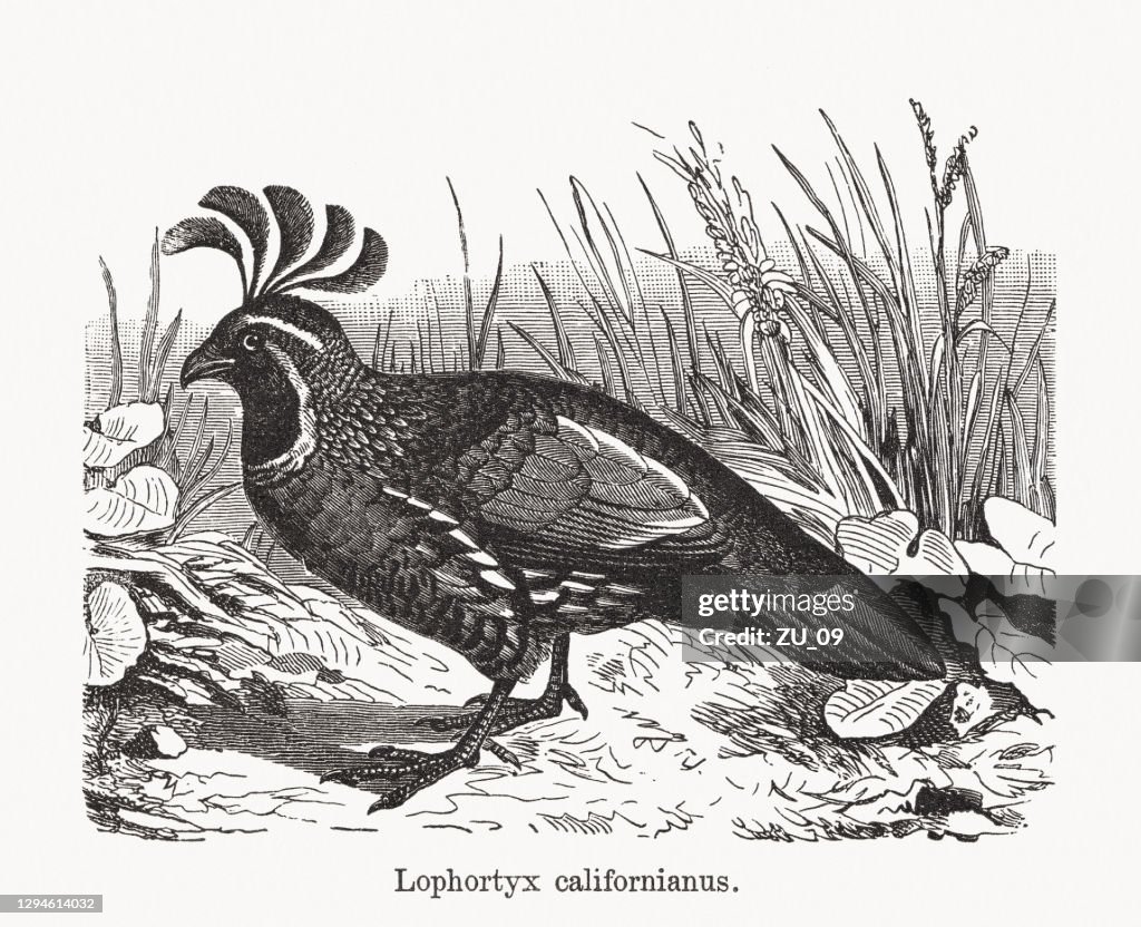 California quail (Callipepla californica), wood engraving, published in 1893