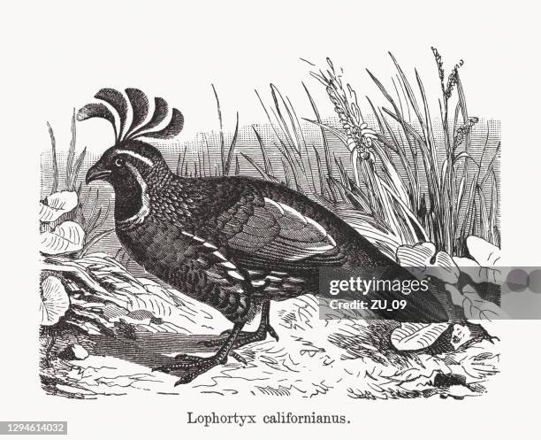 california quail (callipepla californica), wood engraving, published in 1893 - quail bird stock illustrations