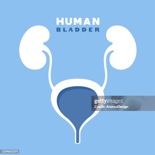 illustrations, cliparts, dessins animés et icônes de vessie humaine. conception de concept. - système urinaire