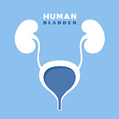 Human bladder. Concept design.