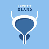 Prostate and urinary bladder