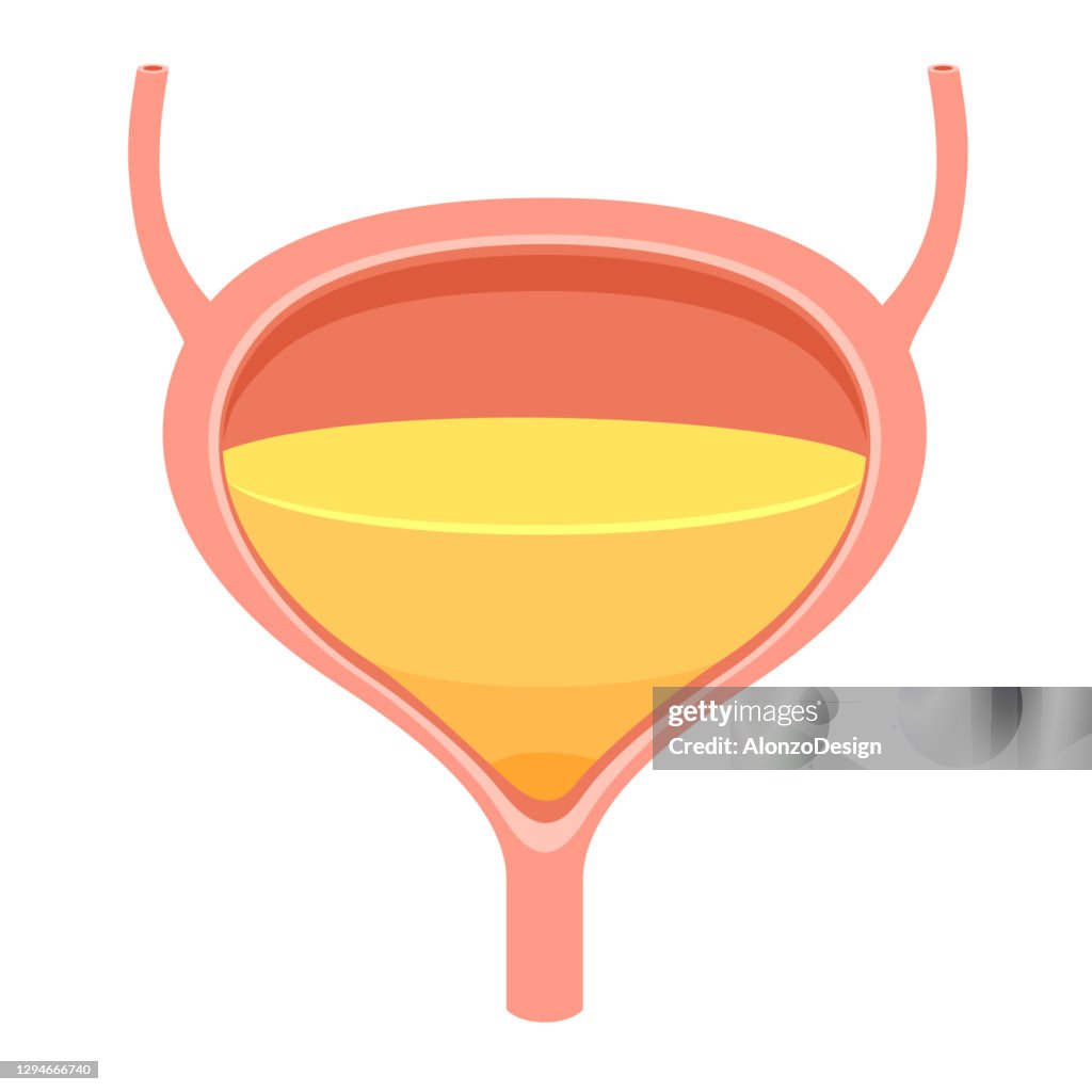 Bladder with urine.