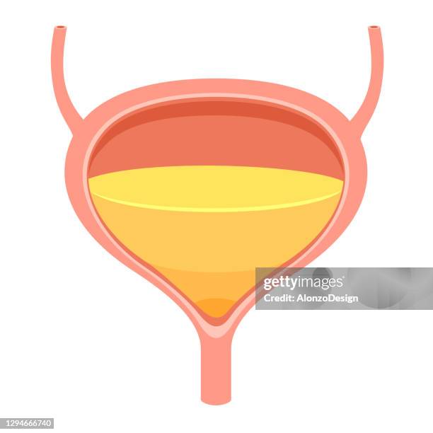 bladder with urine. - physiology stock illustrations