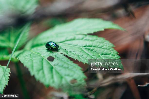 tansy beetle (chrysolina graminis) on leaf - chrysolina stock pictures, royalty-free photos & images