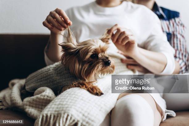 small beautiful yorkshire terrier in the arms of a young couple - content stock-fotos und bilder