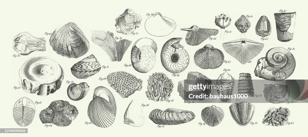 Engraved Antique, Fossils from Various Periods Engraving Antique Illustration, Published 1851