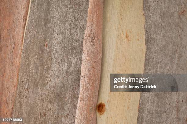 bark patterns - eucalyptus tree bark stock pictures, royalty-free photos & images