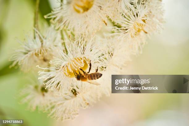 lemon scented gum flower with bee - australian native flowers stock pictures, royalty-free photos & images