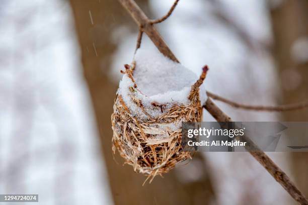 bird nest under snow - bird on a tree stock-fotos und bilder