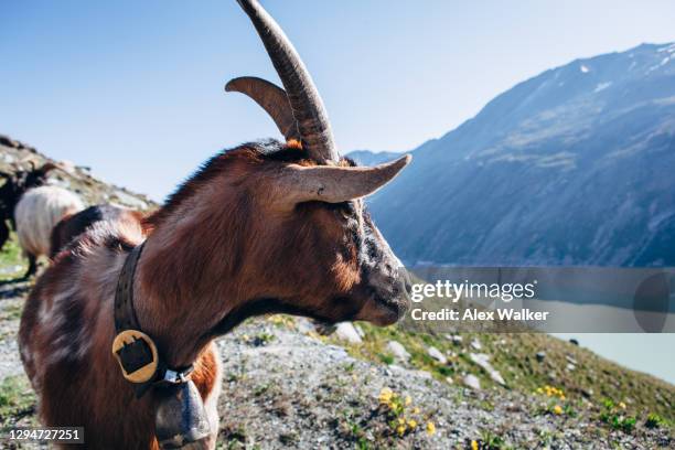 mountain goat in the swiss alps in scenic alpine landscape - alpine goat stockfoto's en -beelden