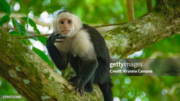 monkey looking for food on tree branches - white-headed capuchin (cebus capucinus) - puntarenas stock pictures, royalty-free photos & images