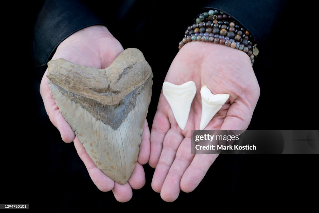Prehistoric Megalodon Shark Tooth and two Great White Shark Teeth