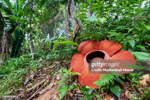 rafflesia keithii, the biggest flower in the world. - rafflesia - fotografias e filmes do acervo