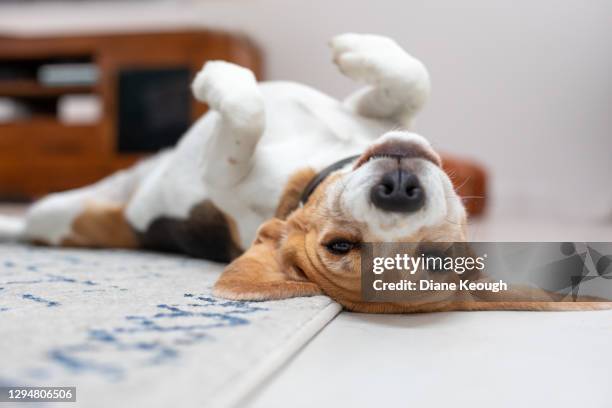 beagle laying on her back - beagle stockfoto's en -beelden