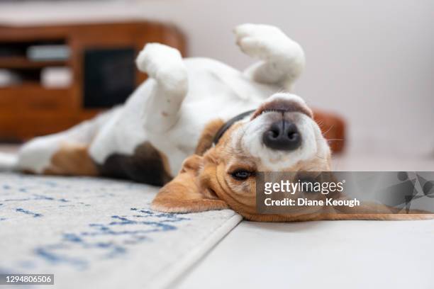 beagle laying on her back - funny dog pictures stock pictures, royalty-free photos & images
