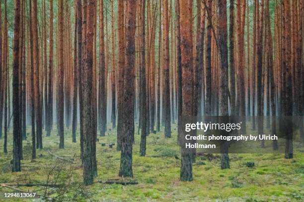 dark and foggy pine forest in winter, brandenburg, germany - tree farm stock-fotos und bilder