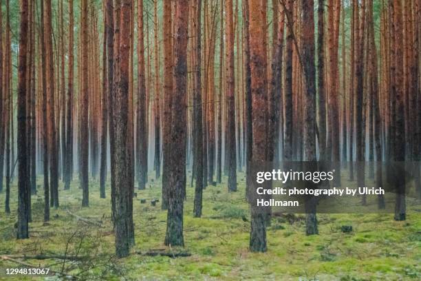 dark and foggy pine forest in winter, brandenburg, germany - 木肌 ストックフォトと画像