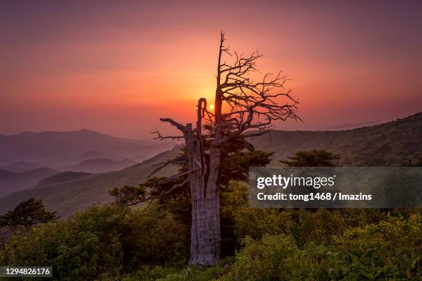 morning view of hambaeksan mountain, jeongseon, south korea - jeongseon hambaeksan stock pictures, royalty-free photos & images