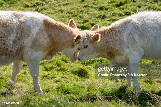 young calves going head to head - butting stock pictures, royalty-free photos & images