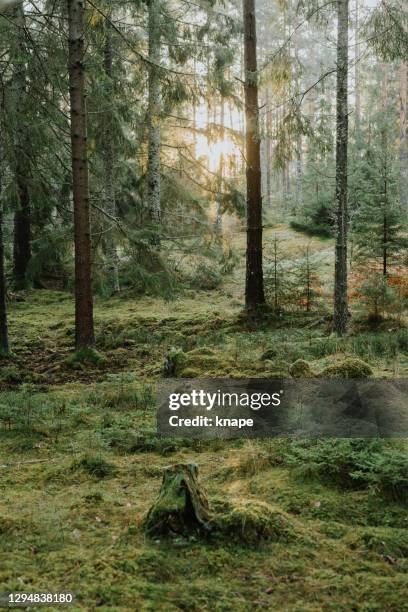 skogskogar i vinter solljus trädstam - svensk skog bildbanksfoton och bilder