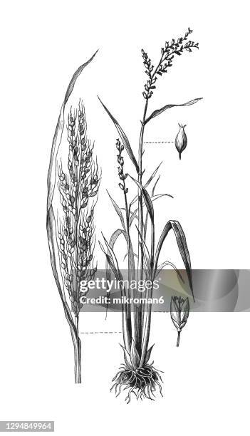 old engraved illustration of asian rice plant (oryza sativa) - antique botany stock pictures, royalty-free photos & images