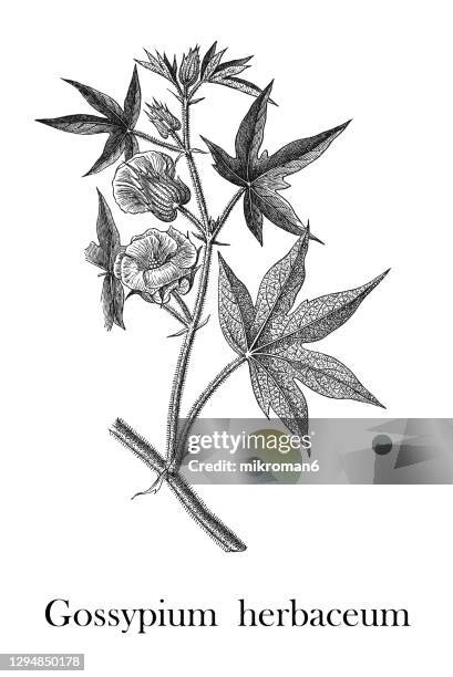old engraved illustration of a levant cotton (gossypium herbaceum) - gossypium herbaceum stock pictures, royalty-free photos & images