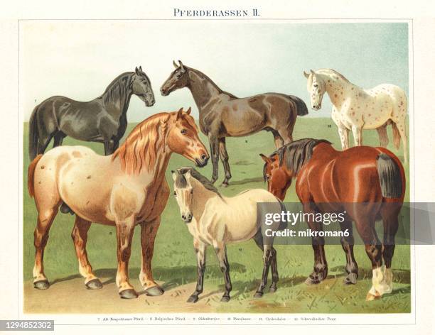 old engraved illustration of the horses, equine anatomy - zugpferd stock-fotos und bilder
