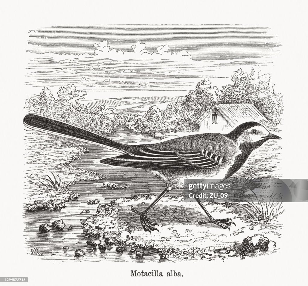 White wagtail (Motacilla alba), wood engraving, published in 1893