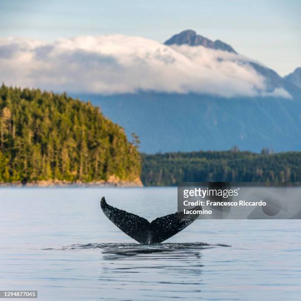 humpback whale tail on the british columbia coastline, canada. vancouver island - vancouver island stock-fotos und bilder