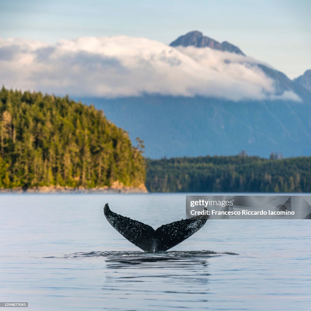 Humpback Whale Tail on the British Columbia coastline, Canada. Vancouver Island