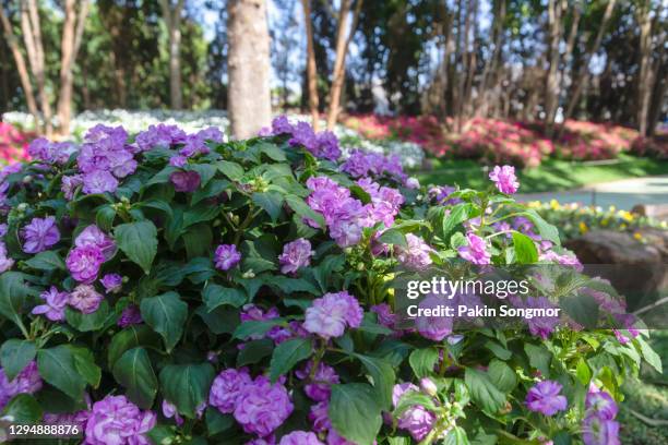 beautiful spring multicolored flowers in the garden under big trees. - big flower background stockfoto's en -beelden