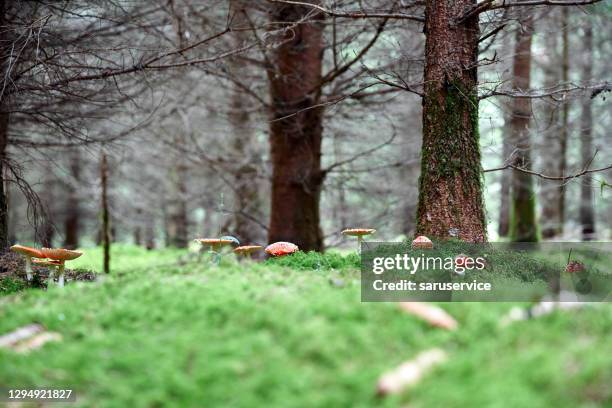 family of amanita muscaria - fairytale woods stock pictures, royalty-free photos & images